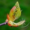 Bach virágterápia-Vadgesztenyerügy (7. Chestnut Bud) Bach virágesszencia Bach virágterápia-Vadgesztenyerügy (7. Chestnut Bud) Bach virágesszencia