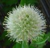 Vöröshagyma ( Onion ) Éden virágesszencia Vöröshagyma ( Onion ) Éden virágesszencia
