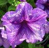 Petúnia (Petunia ) Éden virágesszencia Petúnia (Petunia ) Éden virágesszencia