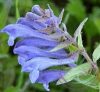 Csukóka ( Skullcap ) Éden virágesszencia Csukóka ( Skullcap ) Éden virágesszencia