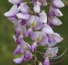 Lila akác ( Wisteria ) Éden virágesszencia Lila akác ( Wisteria ) Éden virágesszencia