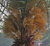 Datolyapálma ( Date palm ) Éden virágesszencia Datolyapálma ( Date palm ) Éden virágesszencia